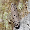 Depressariidae moth