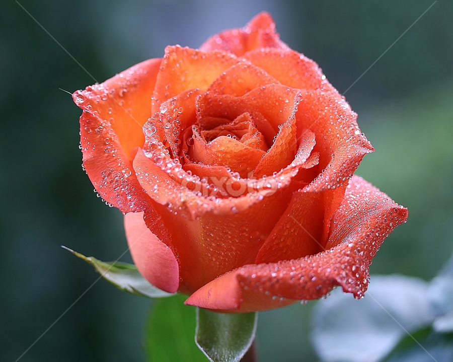 single orange rose