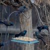 Common Grackle