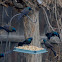 Common Grackle