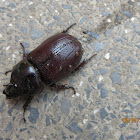 Asiatic Rhinoceros Beetle