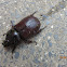 Asiatic Rhinoceros Beetle