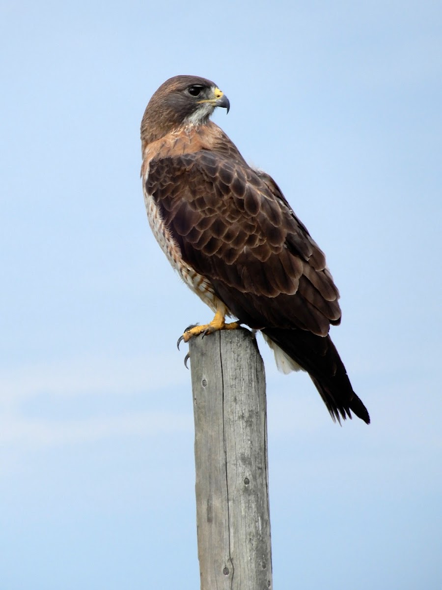 Swainson's Hawk