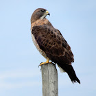 Swainson's Hawk