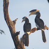 Malabar Pied Hornbill