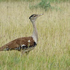 Australian Bustard