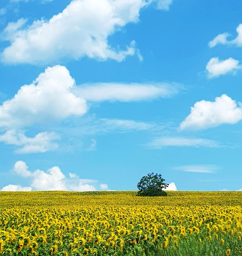 Appena raccolta fresca fresca dal........ Campo di girasoli ! di Bobp