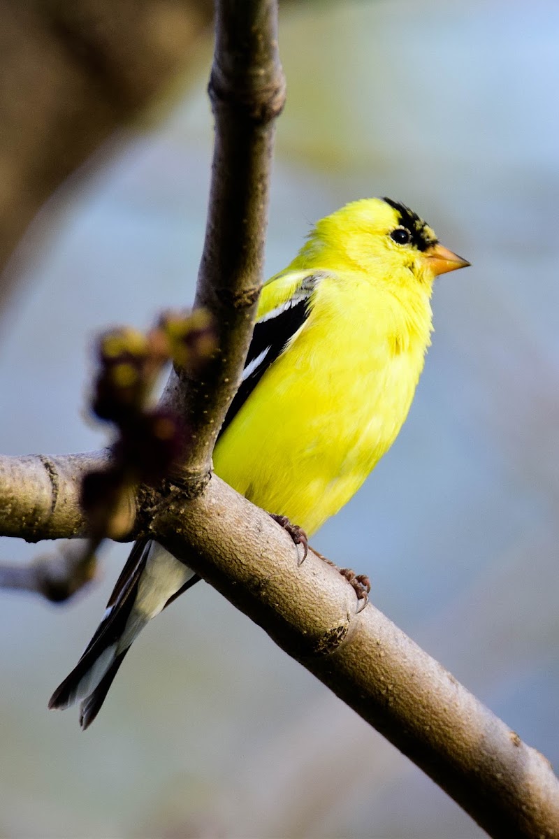 American Goldfinch