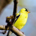 American Goldfinch