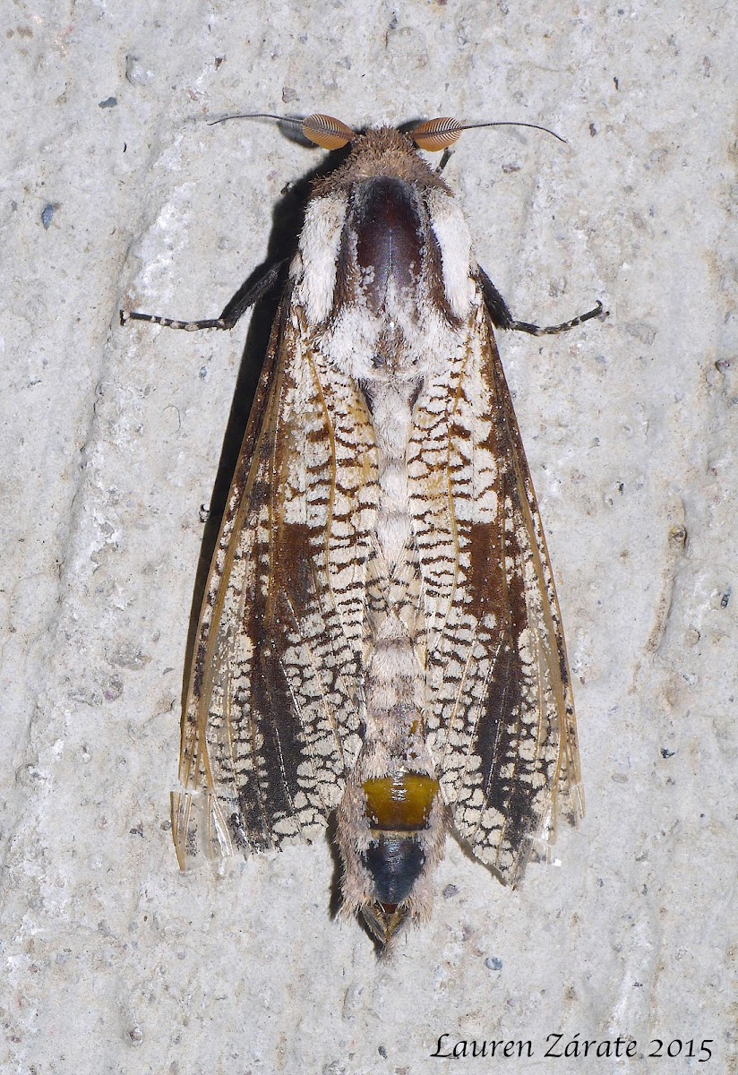 Cossid Moth