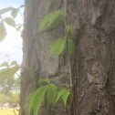 Virginia  Creeper