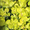 Creeping Jenny