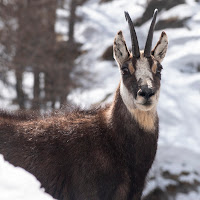 Camoscio nel Parco Nazionale del Gran Paradiso di 