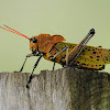 Saltamontes (Grasshopper)