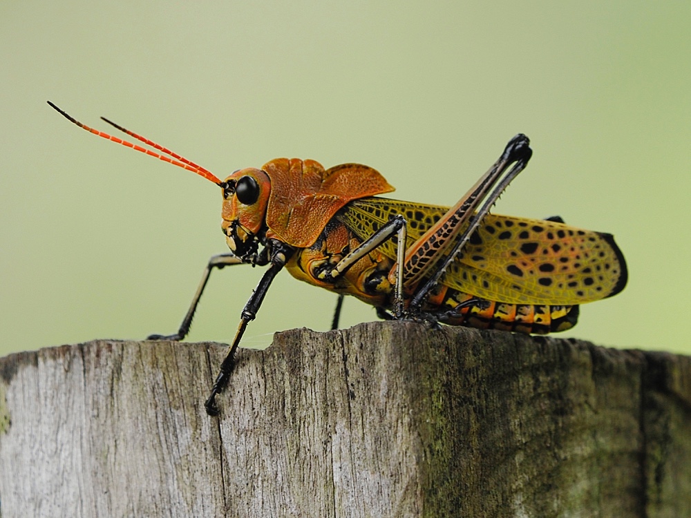 Saltamontes (Grasshopper)