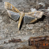 Mung Moth