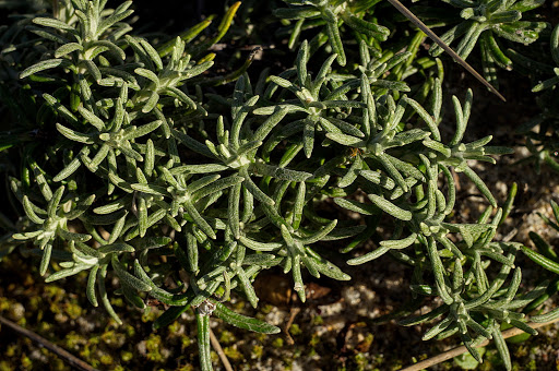 Helichrysum serotinum picardii