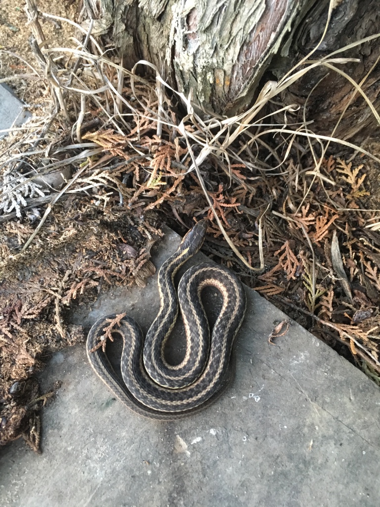 Common garter snake