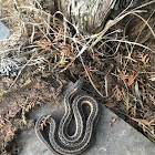 Common garter snake