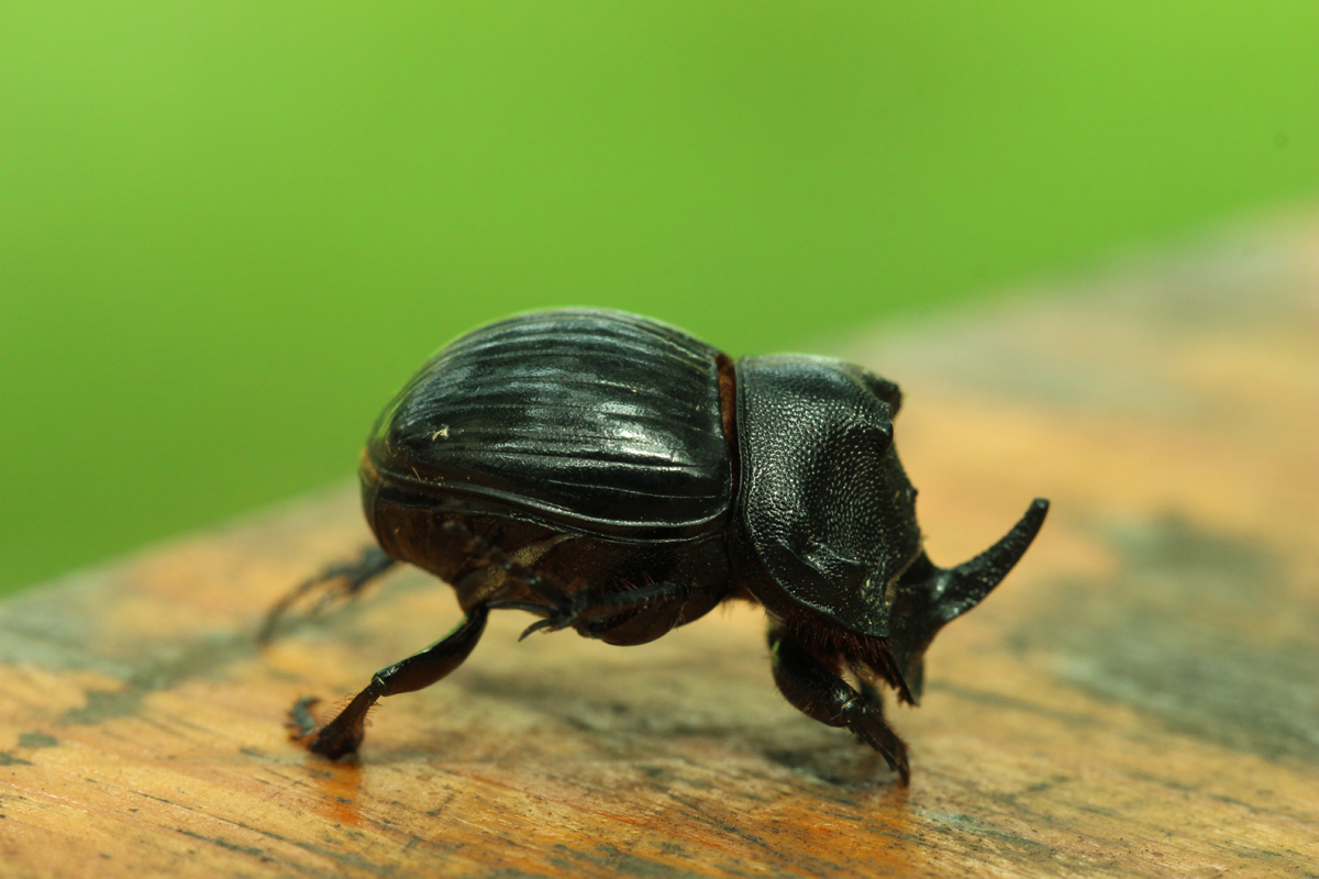 Rhinoceros Beetle