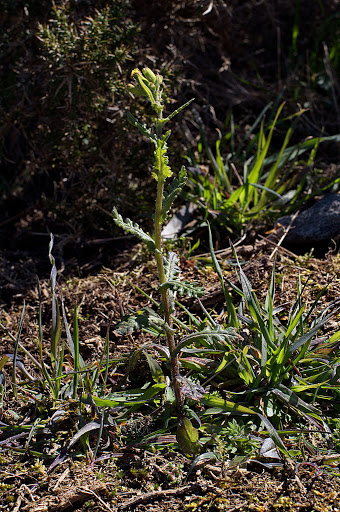 Senecio lividus