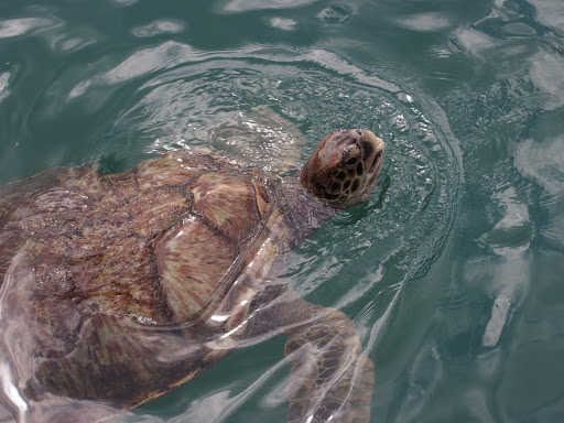 P8070245.JPG - The Turtle Farm in Grand Cayman is a fantastic resource for the conservation of sea turtles.  There is even a manmade lagoon where you can swim and snorkel with the turtles.