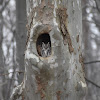 Eastern Screech Owl