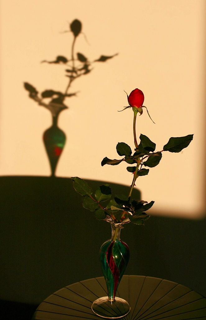 La rosa e l'ombra di @ngy