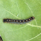 Forest Tent caterpillar