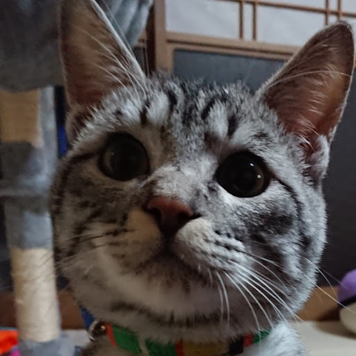 ボロクシーまちゃのプロフィール画像