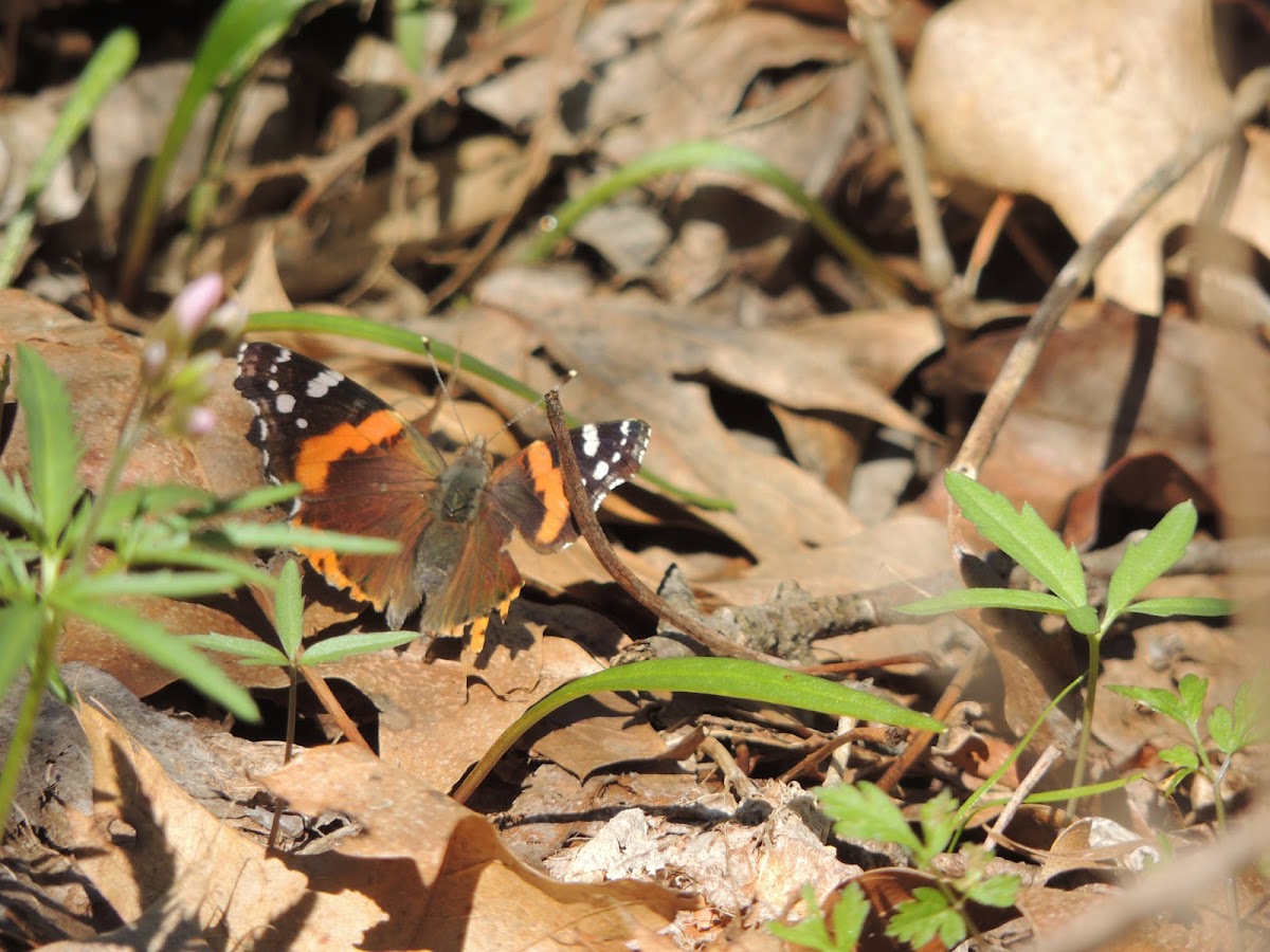 Red Admiral