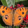 Peacock Pansy