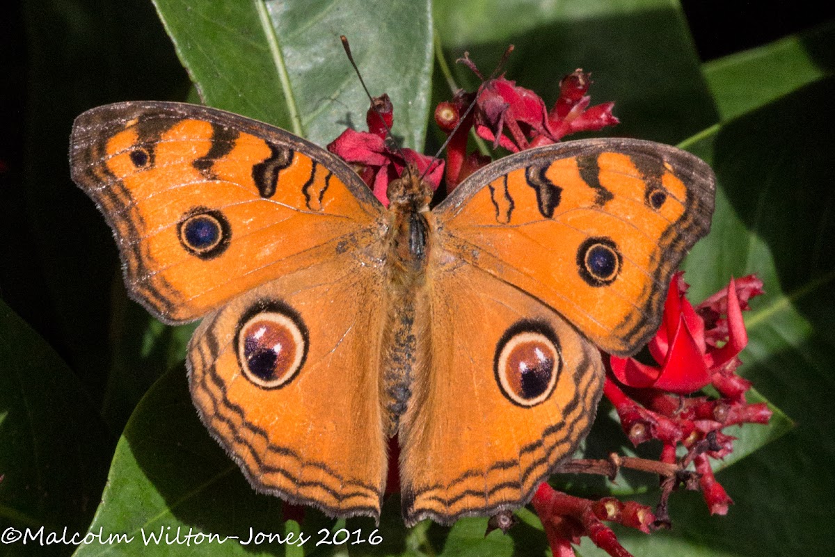 Peacock Pansy