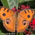 Peacock Pansy