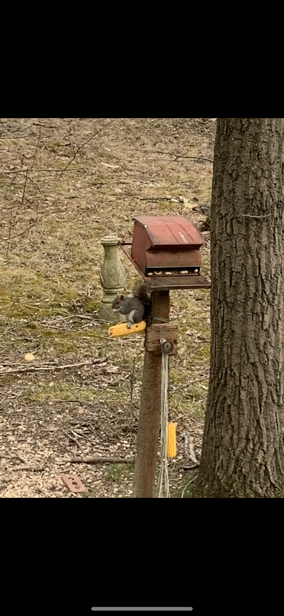 Eastern Gray Squirrel