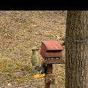 Eastern Gray Squirrel