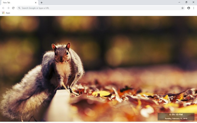 Squirrel New Tab & Wallpapers Collection