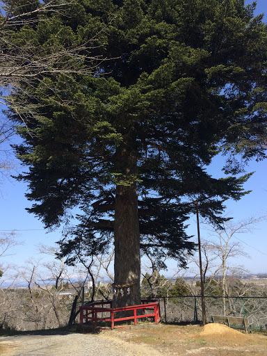 松山 羽黒神社 大杉