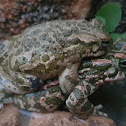 European Green Toad