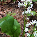 Ramsons