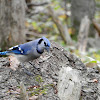 Blue Jay