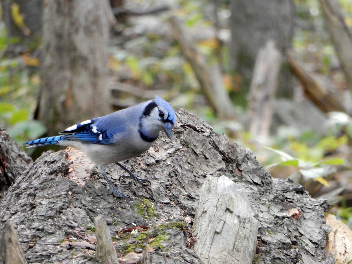 Blue Jay