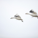 White stork flying