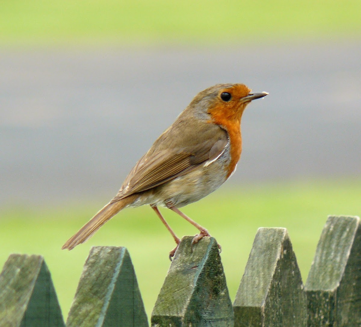 European robin