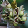 Monks's Head Orchid