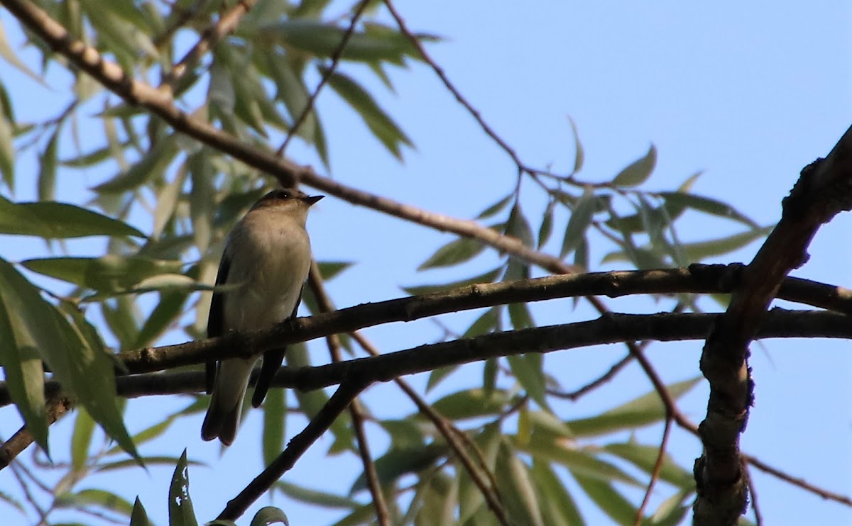 Pied Flycatcher