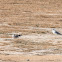 Yellow-legged Gull