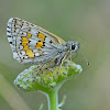 Yellow-banded Skipper