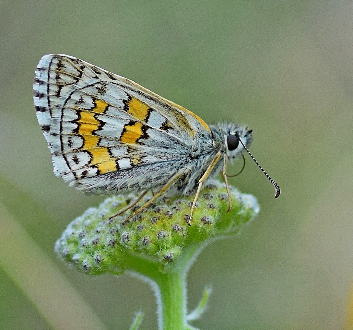 Yellow-banded Skipper