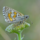 Yellow-banded Skipper